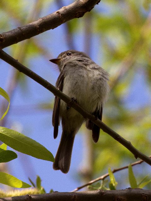 Least Flycatcher, Valle Crucis Community Park